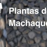 Plantas de Machaqueo